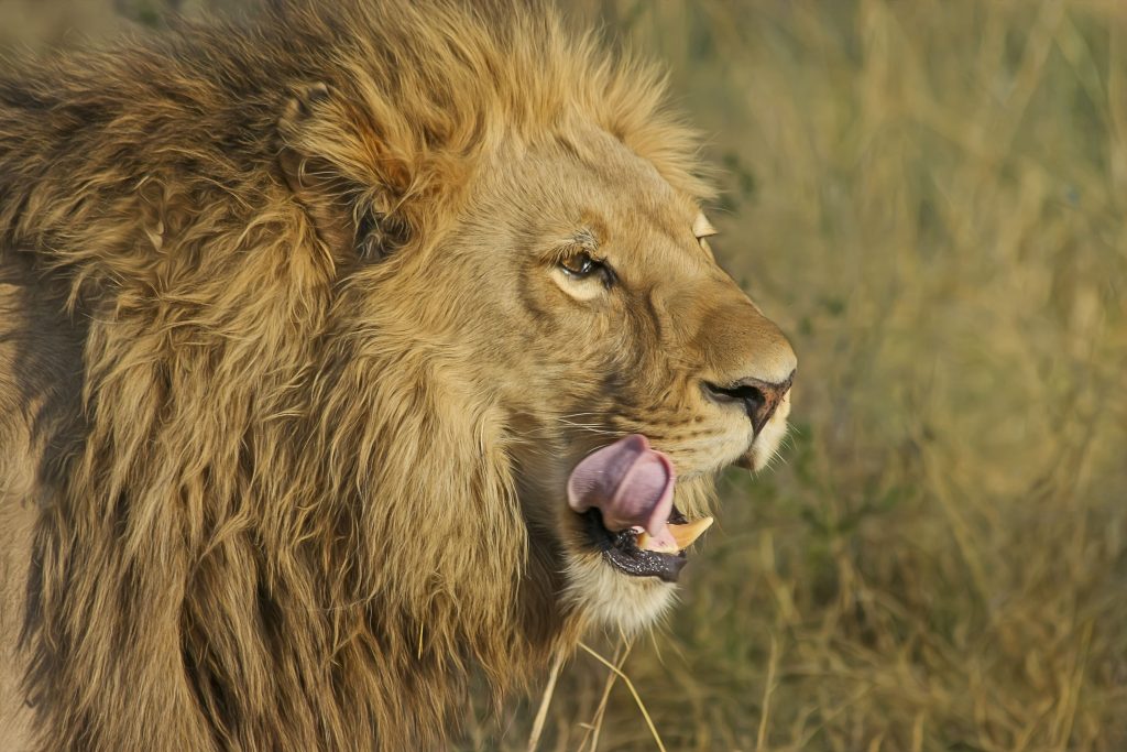 Side profile of a beautiful lion