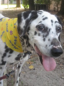 A photo of a Dalmatian dog wearing a yellow bandana.